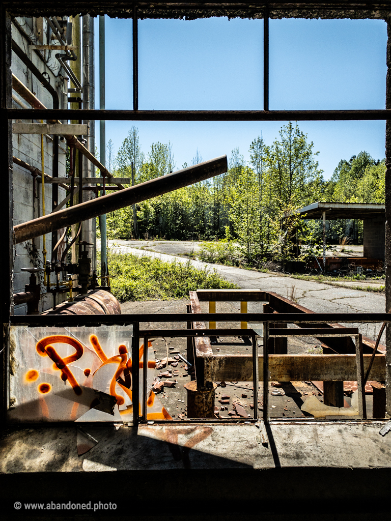 Yorkshires America Dye Plant